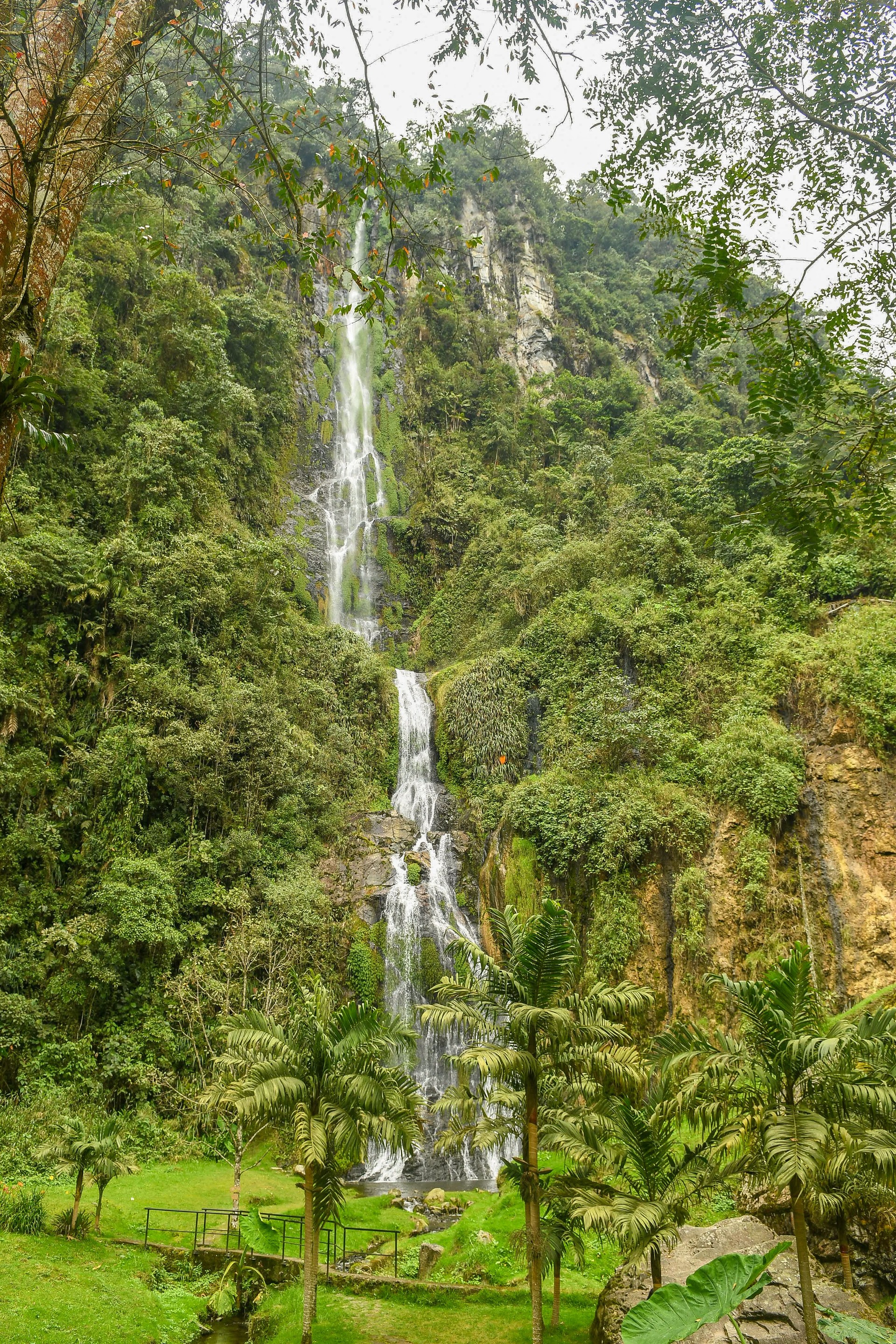 Das Tal von Cocora im Salento, Kolumbien